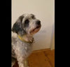 Laden und spielen Sie das Video im Galerie-Viewer ab, Leoparden LED-Halsband